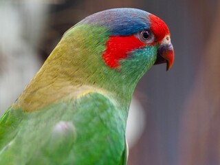 Captivating vibrant Musk Lorikeet.