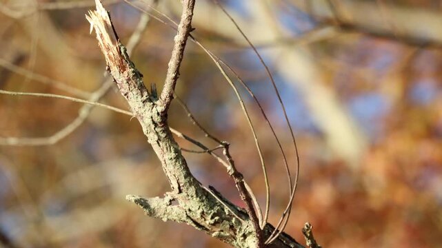 Eastern Phoebe flycatcher bird flicking its tail 