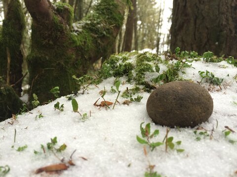 Rock on snowy stump in the forest