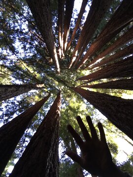Hand reaching into tree canopy