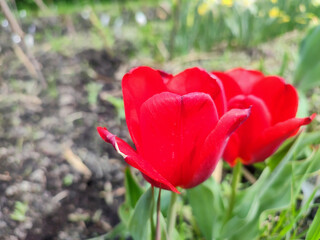 Obraz premium Blooming tulip flower. Blooming tulip flower with red petal in inflorescence on spring morning. Blooming of blossoming red tulip flower growing ground. Natural background. Tulip close up