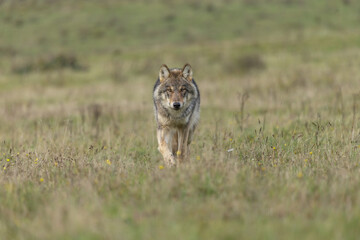 wolf in the grass