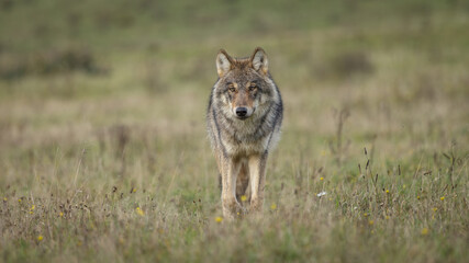 wolf in the grass