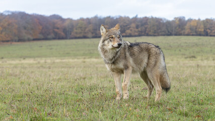 wolf in the grass