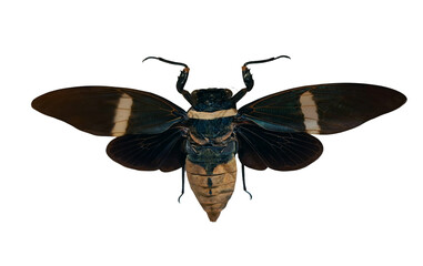 This black cicada, identified as Tosena fasciata, is isolated with its wings spread. It displays notable characteristics such as its color and patterns. The setting emphasizes its unique form.