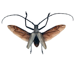 Batocera hercules, a long horn beetle, shows off its striking black wings and long antennae while resting on a smooth white surface. This specimen highlights its unique features.