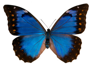 This image showcases a female Morpho anaxibia butterfly with striking iridescent blue wings. The butterfly is isolated against a white backdrop, highlighting its vivid colors and unique patterns.