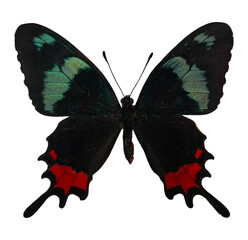 This striking butterfly Parides erythalion displays vibrant red and green colors while resting in its natural tropical habitat. Its wings are fully spread, showcasing intricate patterns.