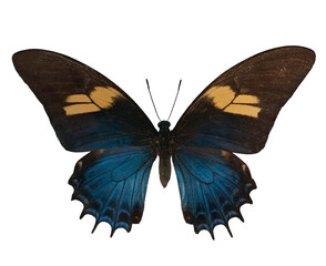 A beautiful female Papilio androgeus butterfly displays vibrant blue and yellow colors on its wings. This specimen is isolated against a white background, highlighting its intricate details.