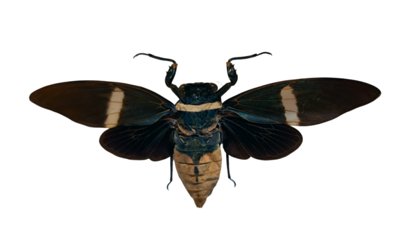 This black cicada, identified as Tosena fasciata, is isolated with its wings spread. It displays notable characteristics such as its color and patterns. The setting emphasizes its unique form.