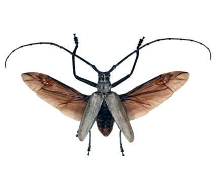 Batocera hercules, a long horn beetle, shows off its striking black wings and long antennae while resting on a smooth white surface. This specimen highlights its unique features.