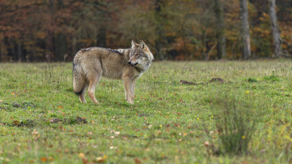 wolf in forest