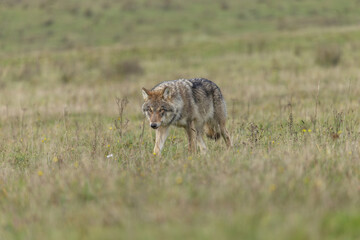 wolf in the grass