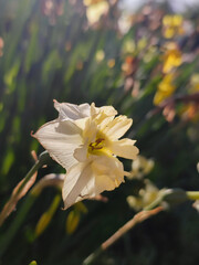 Flower narcissus. Blooming narcissus flower with many yellow white petals in inflorescence close-up. Blooming daffodil flower with green leaves growing in ground on spring morning. Narcissus