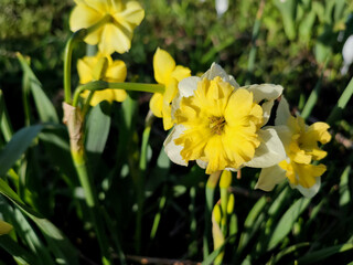 Flower narcissus. Blooming narcissus flower with many yellow white petals in inflorescence close-up. Blooming daffodil flower with green leaves growing in ground on spring morning. Narcissus