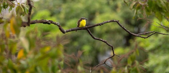 A true Pitangus sulphuratus bird perched on a tree branch. Bem te vi