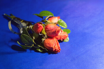 Bouquet of red roses on a blue background