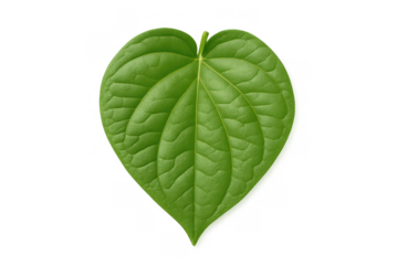 Fresh green betel leaf with prominent veins cut out, creating a heart shape, isolated on transparent background