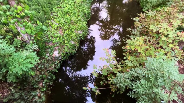 Beautiful river and plant texture at Yildiz Park (Turkish: Yildiz Parki) Besiktas District in Istanbul Turkey. (4K video)