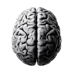 Naklejka premium Human brain closeup png brain png anatomy png transparent background image