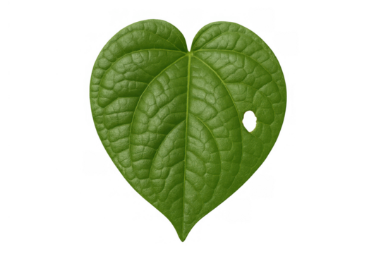 Heart shaped green betel leaf with a hole, showcasing fresh nature and botanical beauty on transparent background