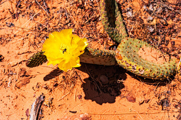 Blooming cactus in Zion National Park, located in Utah state, includes mountains, canyons, buttes, mesas, monoliths, rivers, slot canyons, and natural arches.