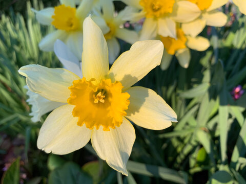 Daffodil at golden hour