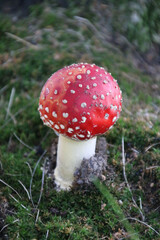 An Amanita muscaria mushroom