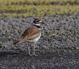 Killdeer Looking Back
