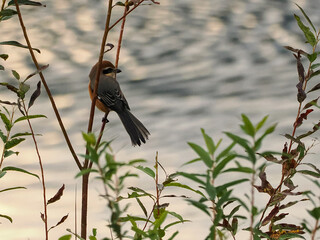 Fototapeta premium モズ