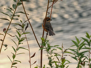 Fototapeta premium モズ