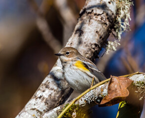Yellow Rump Warbler