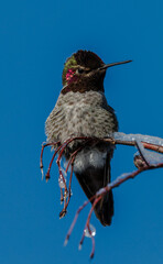 Fototapeta premium Anna Hummingbird and ice