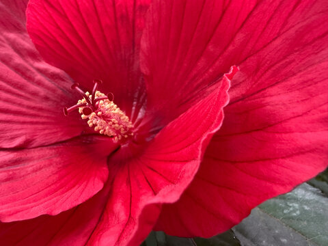 Pink Poppy Macro