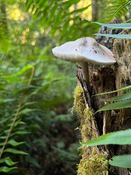 Mushroom on Stump in forest of ferns