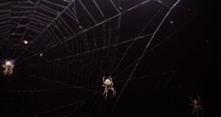 spider on web