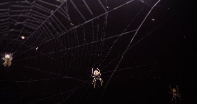spider on web - Powered by Adobe