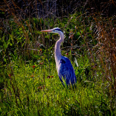 Obraz premium great blue heron