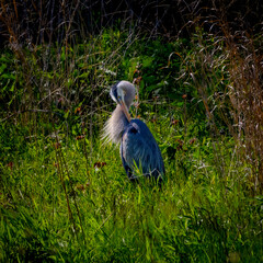 Obraz premium great blue heron