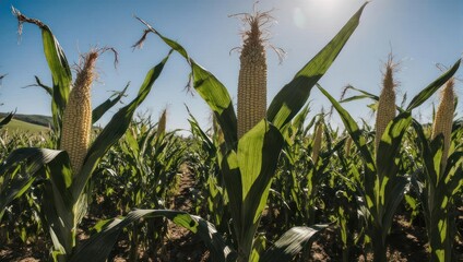Cornfield Under a Bright Blue Sky with Sun Shining Through.