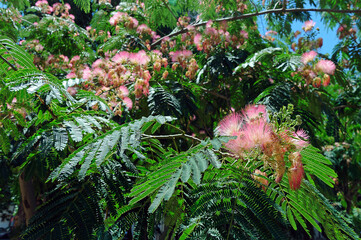 Beautiful pink silk tree with flowers on background with green plants