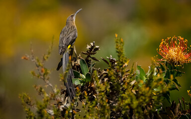 Cape sugarbird 