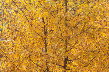 Colorful leaves on the branches in the park.