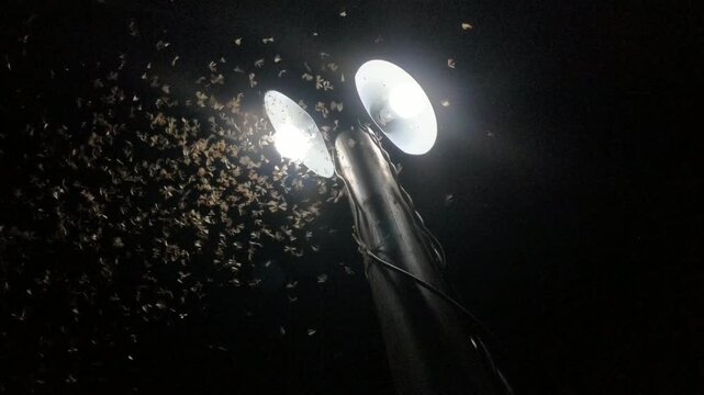 Flying insects swarm near lamps during