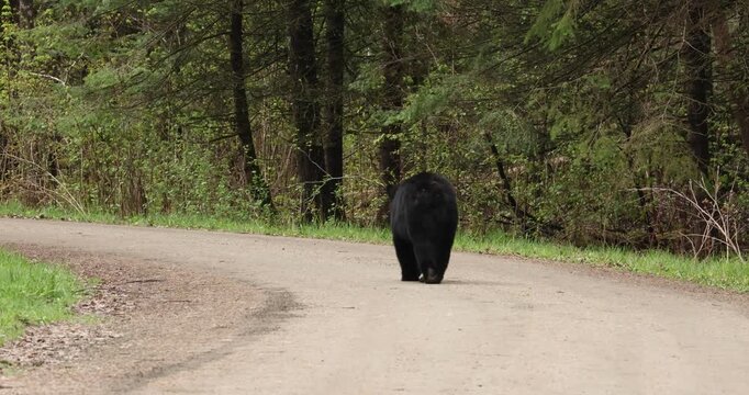 American black bear (Ursus americanus) walking down dirt road, taken in northern Minnesota, turn and look