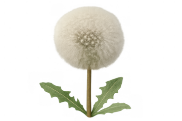 Dandelion seed head standing upright, fluffy pappus releasing seeds, transparent background, wishing season