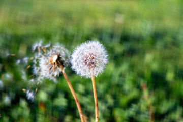Obraz premium Bloom dandelion flies apart in the wind
