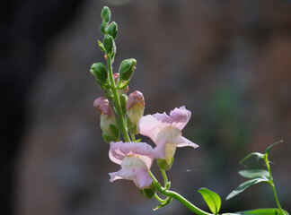 Dragon flowers, snapdragons or dog flower (lat. Antirrhinum)