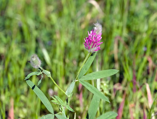 Spring blossom purple clover (lat.- Trifolium purpureum)