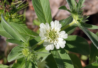 Blooming Perennial Scabious (lat.- Lomelosia caucasica)